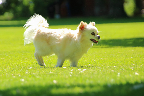 Hundewiese Eickhorst