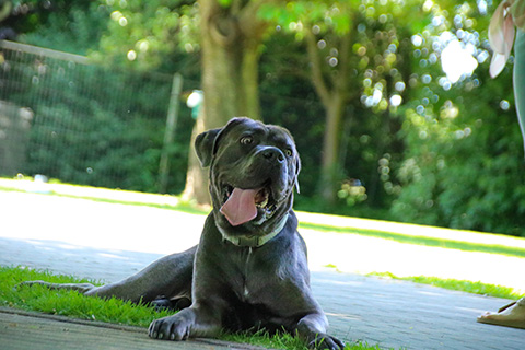 Hundewiese Eickhorst