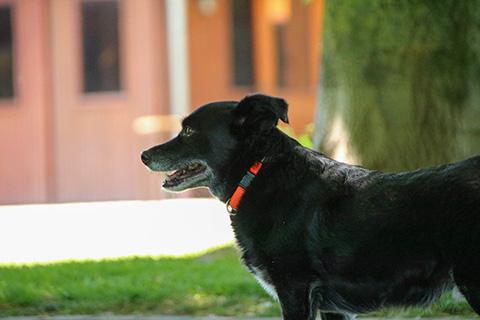 Hundewiese Eickhorst