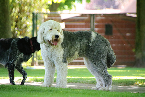 Hundewiese Eickhorst