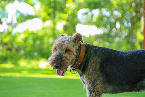 Hundewiese Eickhorst