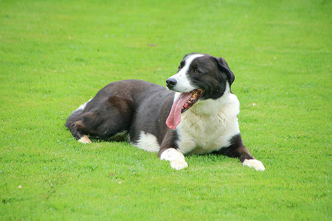 Hundewiese Eickhorst