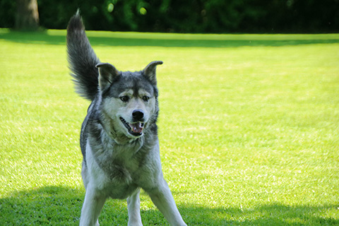 Hundewiese Eickhorst