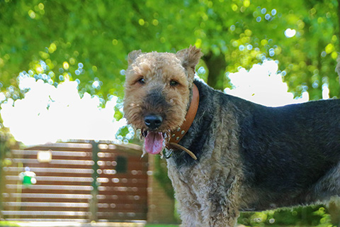 Hundewiese Eickhorst
