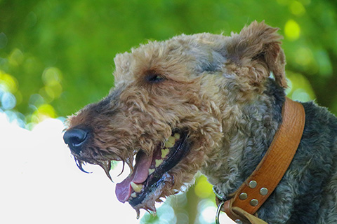 Hundewiese Eickhorst