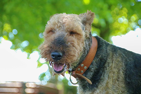 Hundewiese Eickhorst