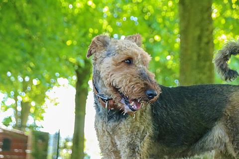Hundewiese Eickhorst