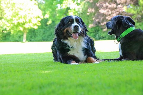 Hundewiese Eickhorst