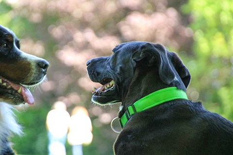 Hundewiese Eickhorst