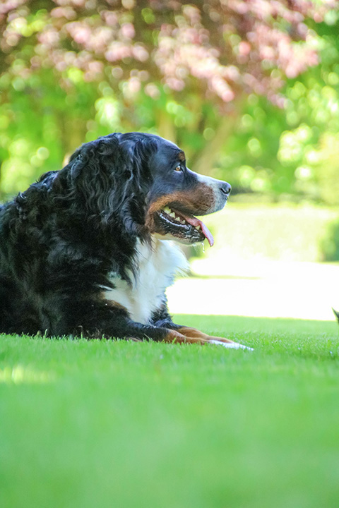 Hundewiese Eickhorst