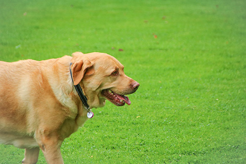 Hundewiese Eickhorst