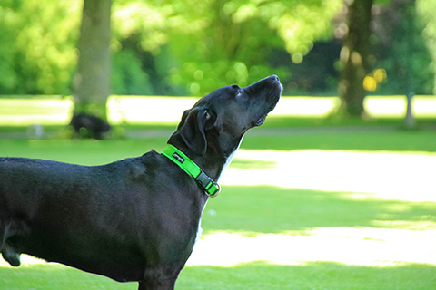 Hundewiese Eickhorst