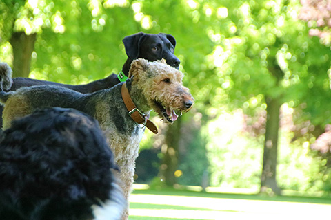 Hundewiese Eickhorst