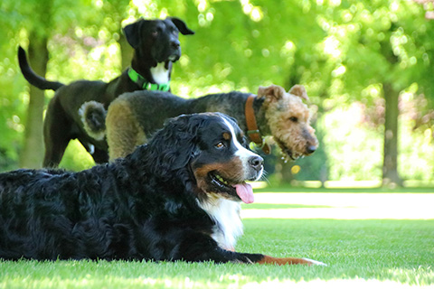 Hundewiese Eickhorst