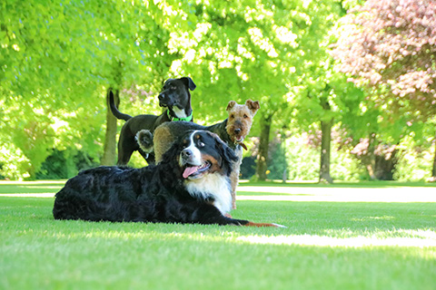 Hundewiese Eickhorst