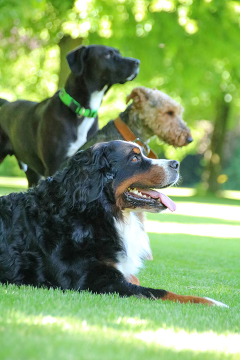 Hundewiese Eickhorst
