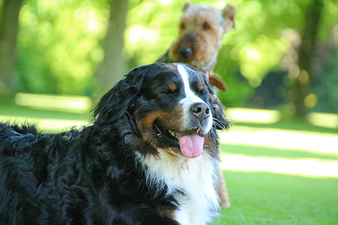 Hundewiese Eickhorst