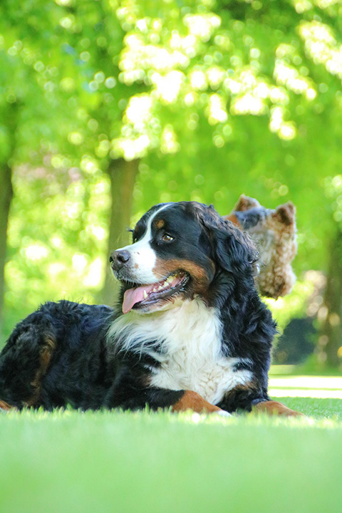 Hundewiese Eickhorst