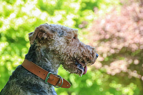 Hundewiese Eickhorst
