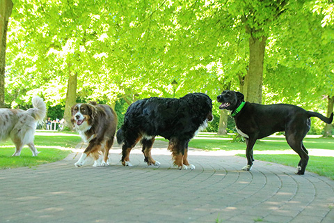 Hundewiese Eickhorst