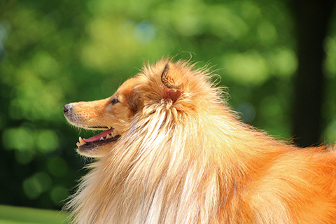 Hundewiese Eickhorst