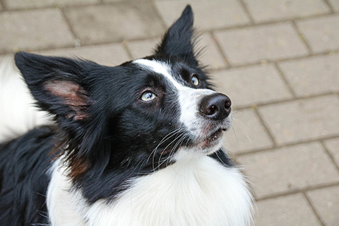 Hundewiese Eickhorst