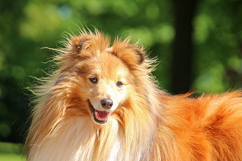 Hundewiese Eickhorst