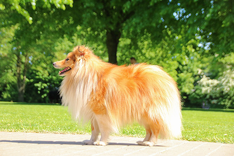Hundewiese Eickhorst
