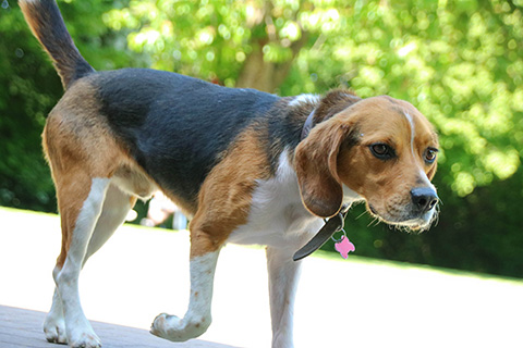 Hundewiese Eickhorst