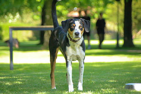 Hundewiese Eickhorst