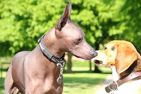 Hundewiese Eickhorst