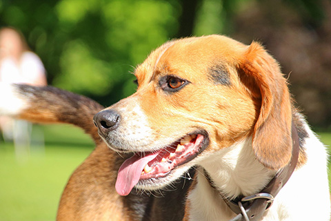 Hundewiese Eickhorst