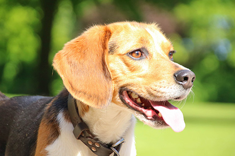 Hundewiese Eickhorst