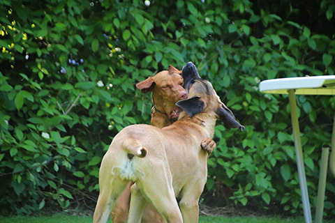 Hundewiese Eickhorst