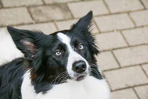 Hundewiese Eickhorst