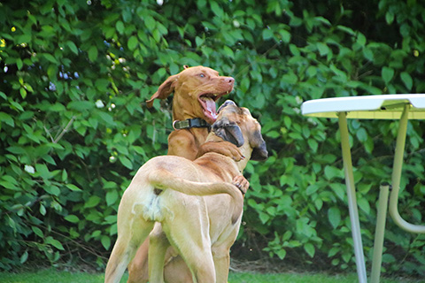 Hundewiese Eickhorst