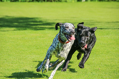 Hundewiese Eickhorst