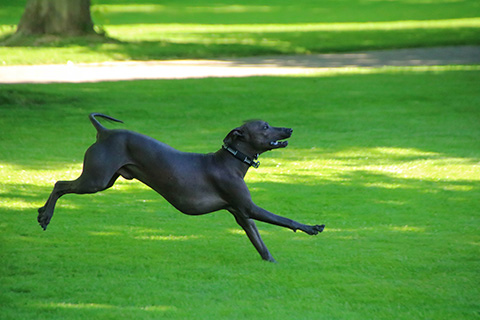 Hundewiese Eickhorst