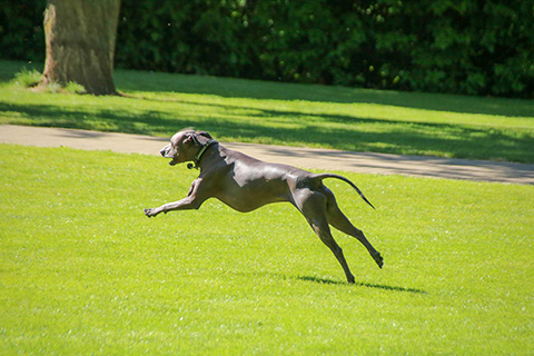 Hundewiese Eickhorst