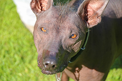 Hundewiese Eickhorst