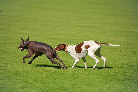 Hundewiese Eickhorst