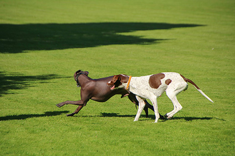 Hundewiese Eickhorst