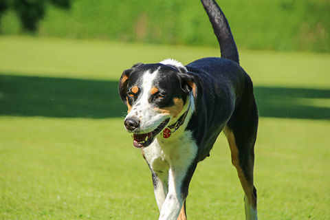 Hundewiese Eickhorst