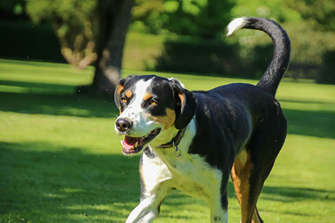 Hundewiese Eickhorst