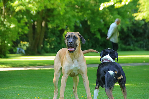 Hundewiese Eickhorst