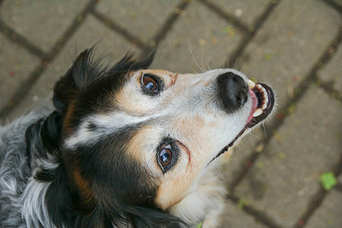 Hundewiese Eickhorst