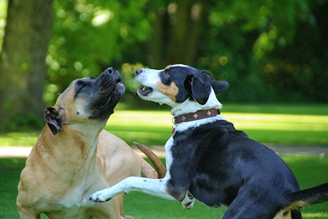 Hundewiese Eickhorst
