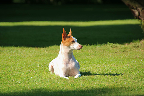 Hundewiese Eickhorst