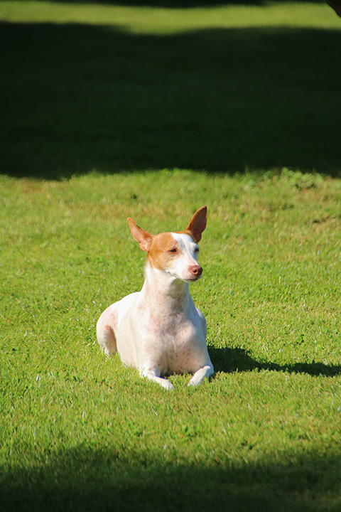 Hundewiese Eickhorst