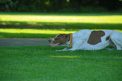 Hundewiese Eickhorst
